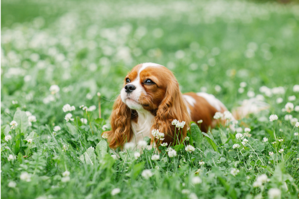 cavalier-king-charles-spaniel